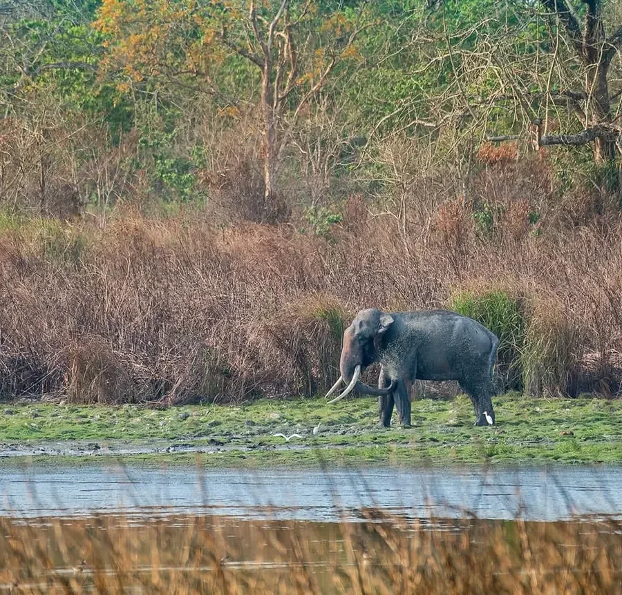 Asian Elephant at Chitwan National Park