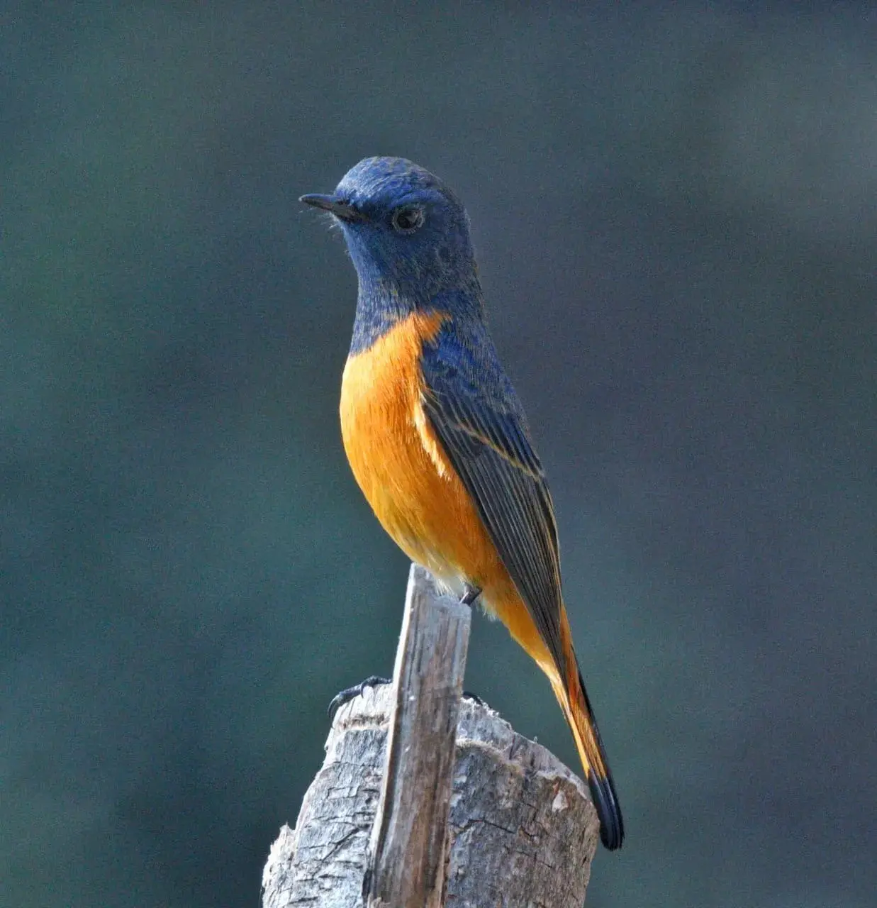 Blue-fronted Redstart male on forest perch