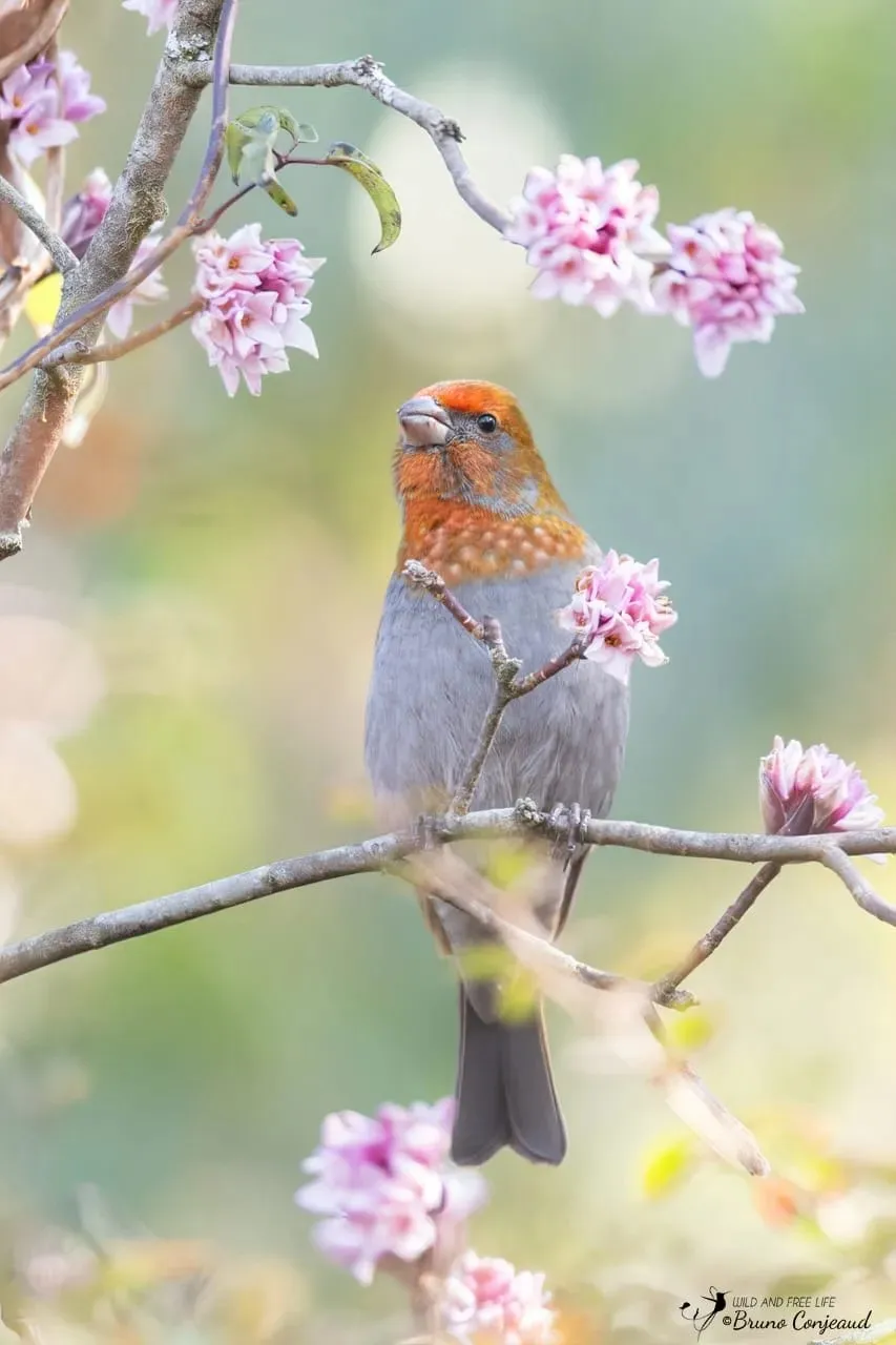 Crimson-browed Rosefinch male on rocky perch