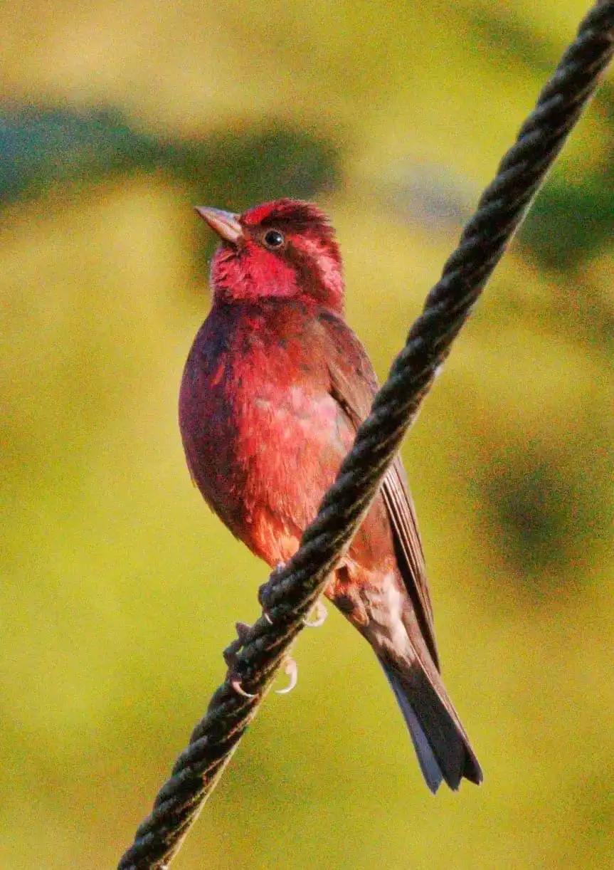 Dark-breasted Rosefinch male with deep red plumage and darker breast perched on alpine shrub