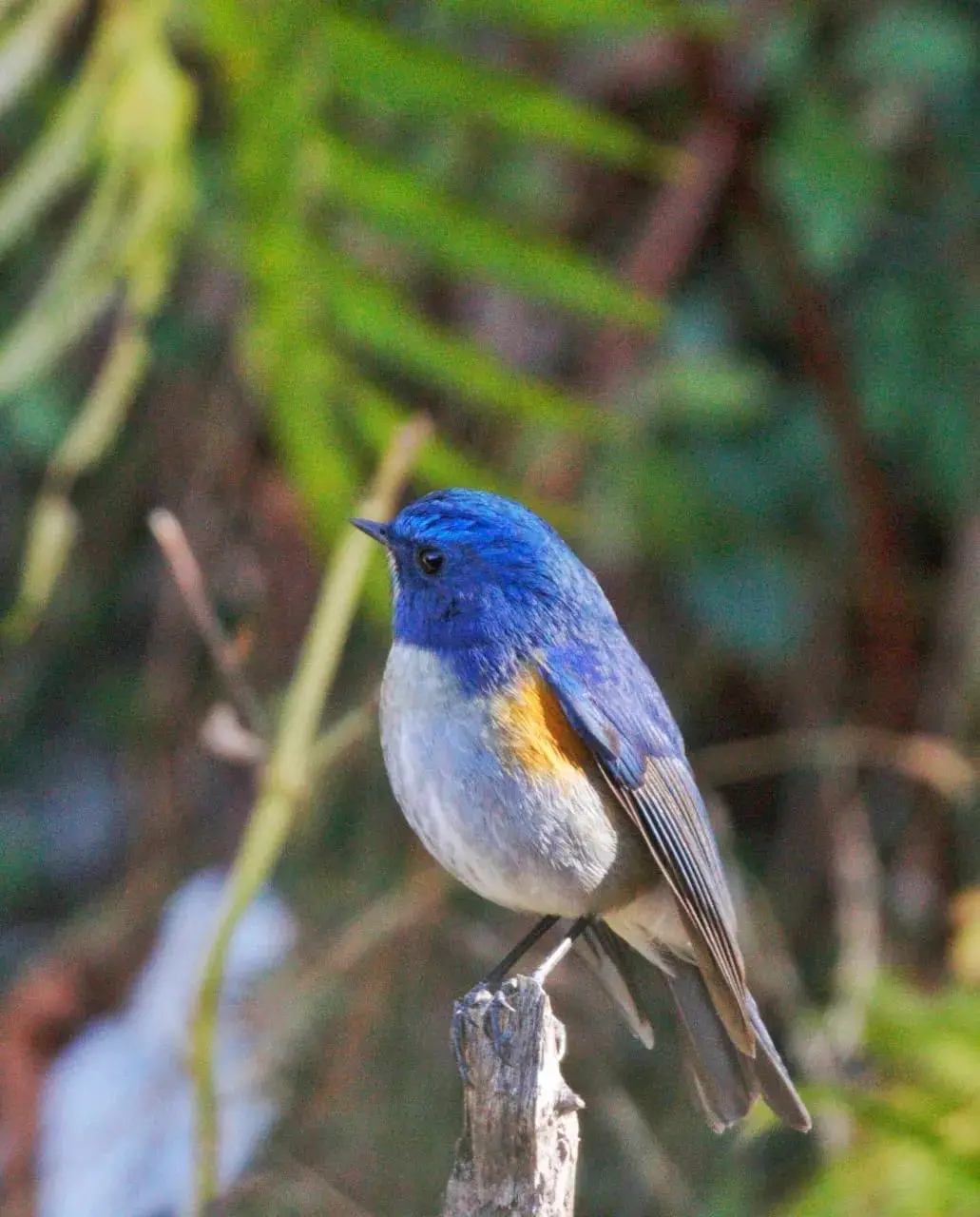 Himalayan Bluetail male with bright blue upperparts perched on forest floor