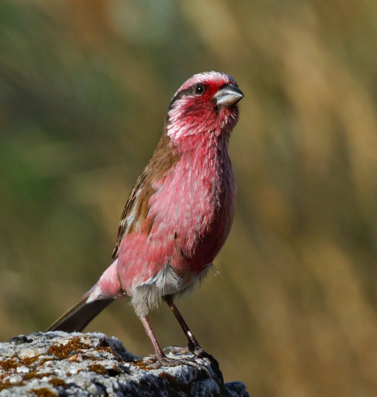 Himalayan White-browed Rosefinch male pink with pale eyebrow