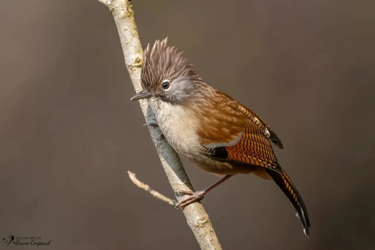 Hoary-throated Barwing perched in rhododendron