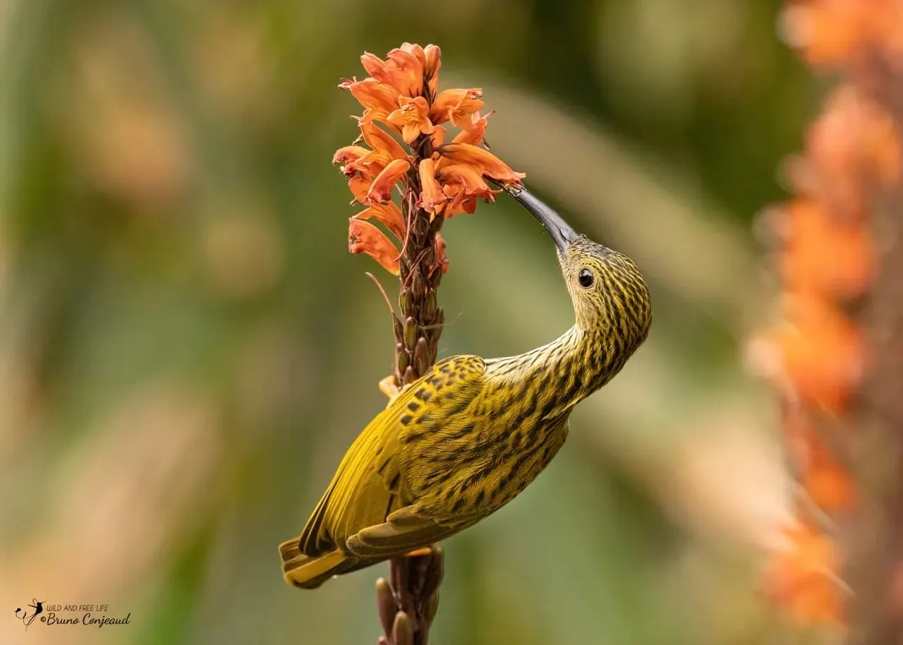 Streaked Spiderhunter on flowering plant