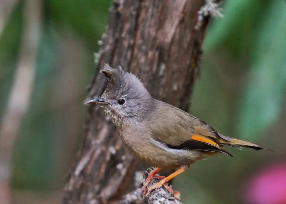Stripe-throated Yuhina with spiky crest perched in forest canopy