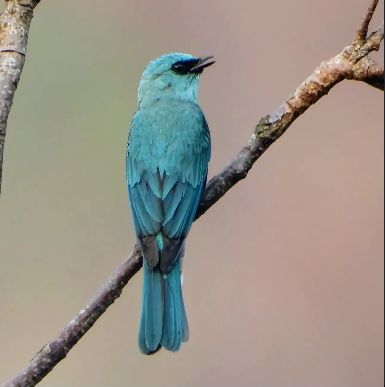 Verditer Flycatcher bright blue perched on branch