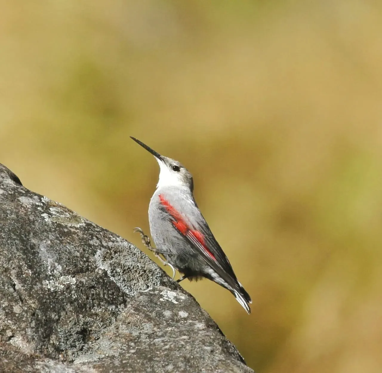 Wallcreeper on rocky cliff face