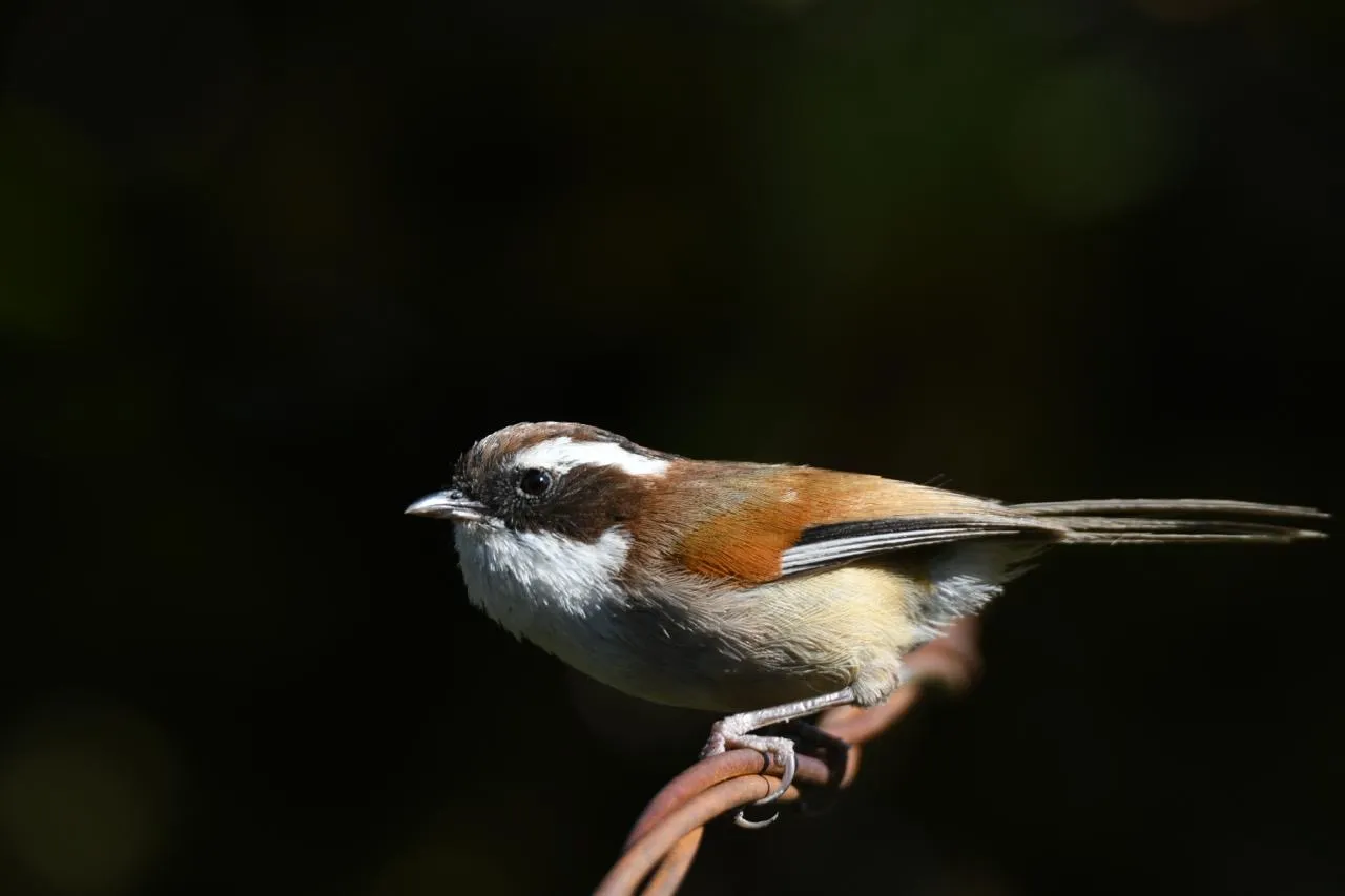 White-browed Fulvetta small brown bird with white supercilium