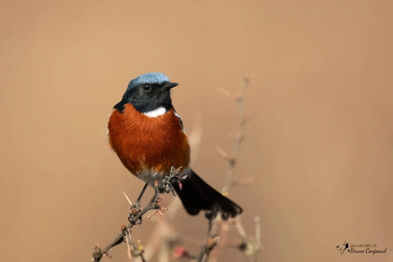 White-throated Redstart on rocky alpine slope