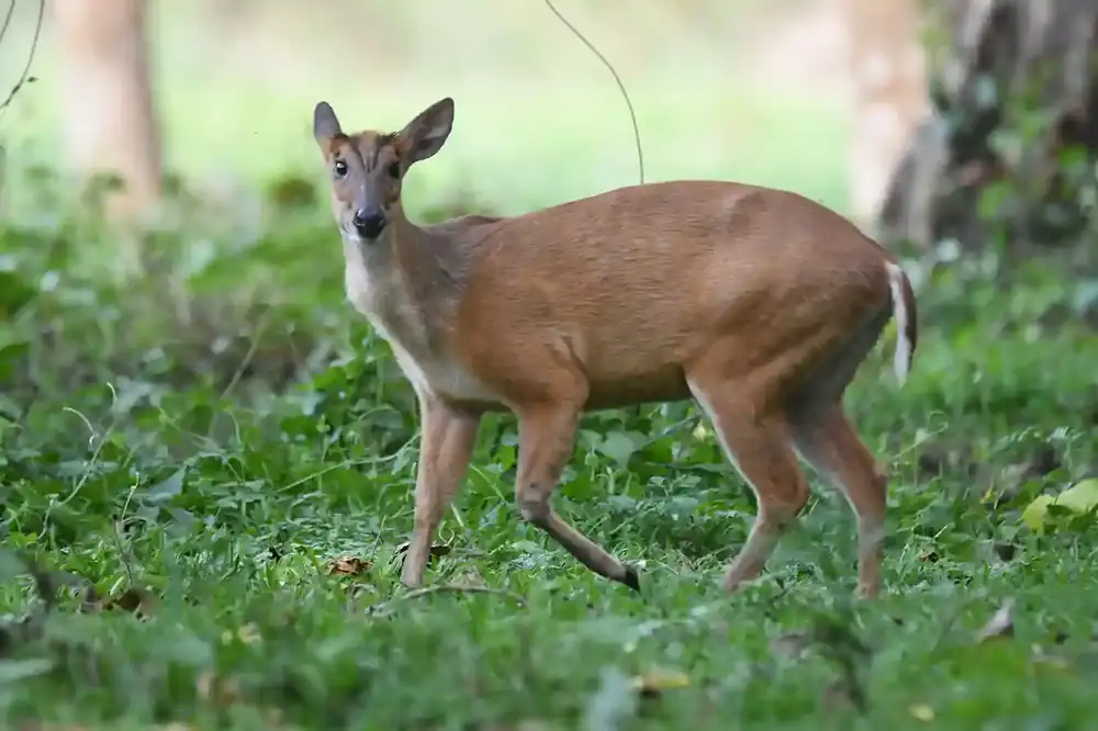 Barking Deer in forest undergrowth