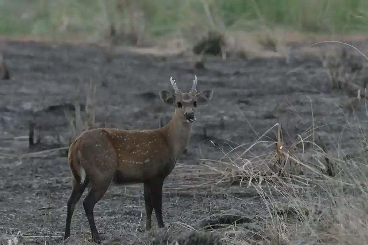 Hog Deer in dry grassland