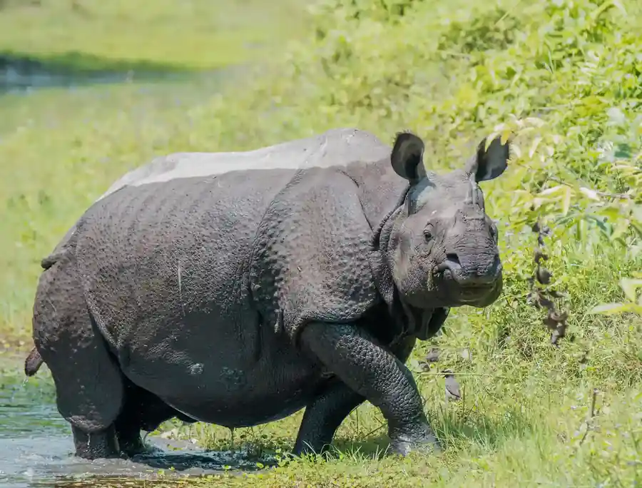 One-Horned Rhinoceros at waterside