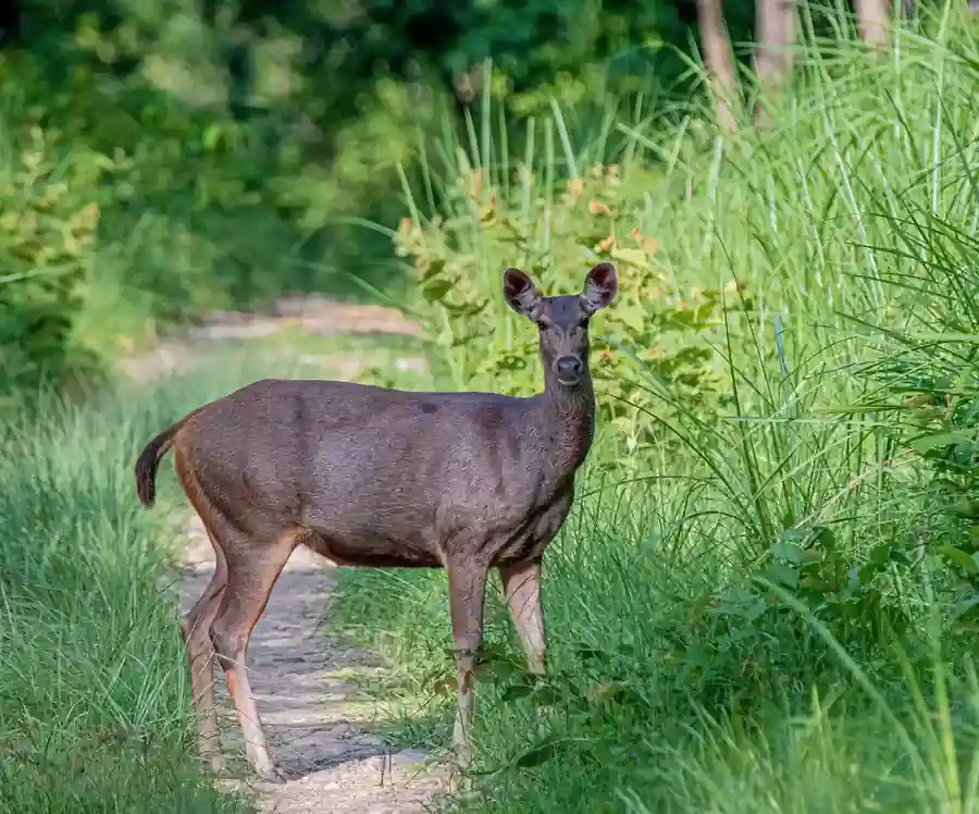 Sambar Hind on jungle trail