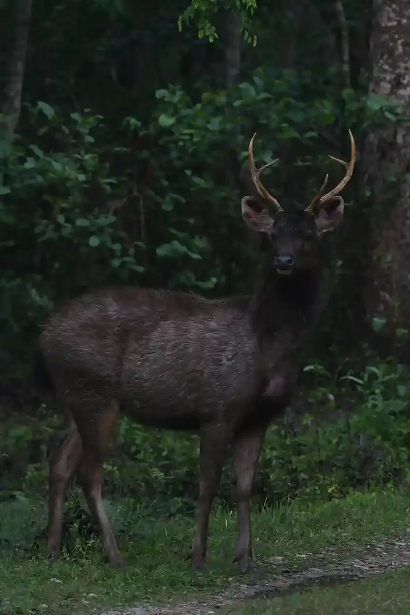 Sambar Stag in Chitwan forest