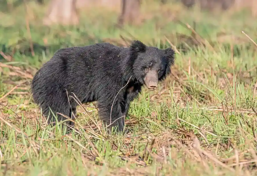 Sloth Bear foraging in grasslands
