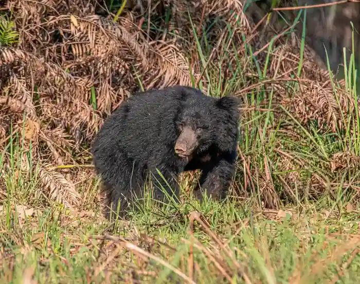 Sloth Bear in dry grassland