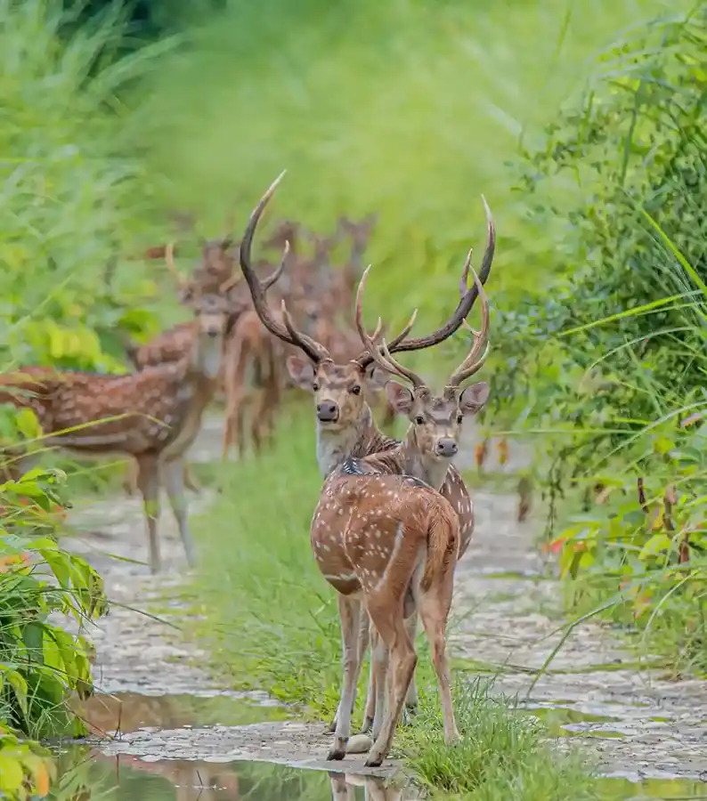 Spotted Deer herd on jungle track
