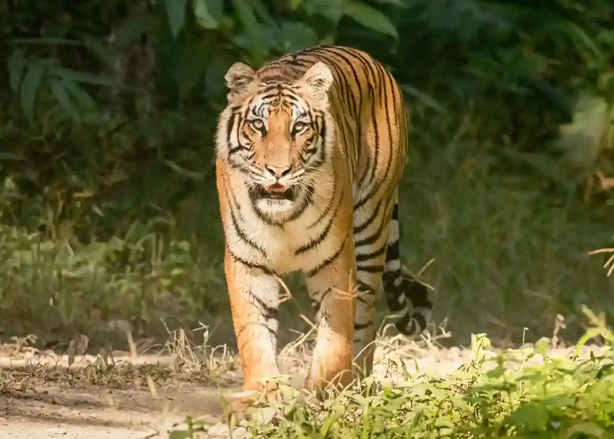 Bengal Tiger walking directly towards camera