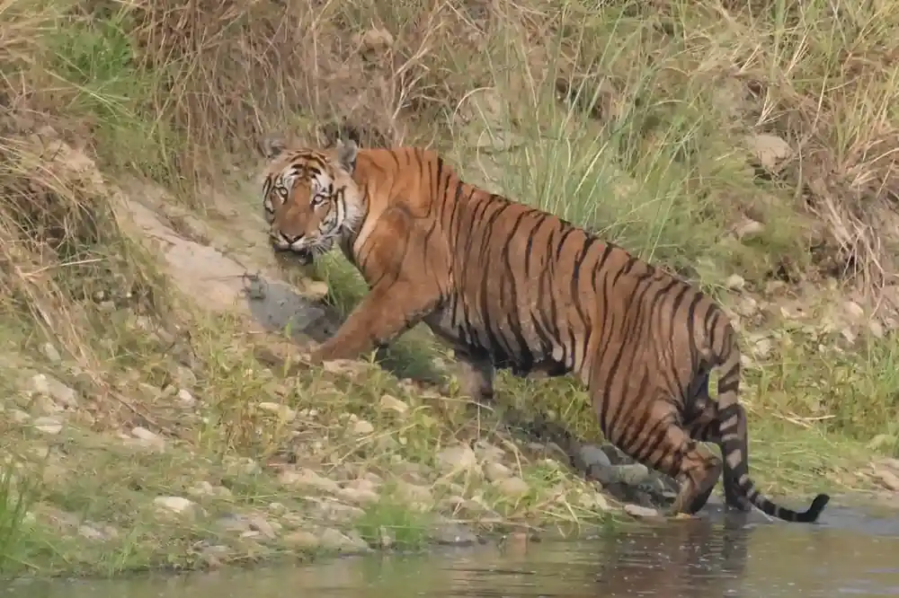 Bengal Tiger crossing a river