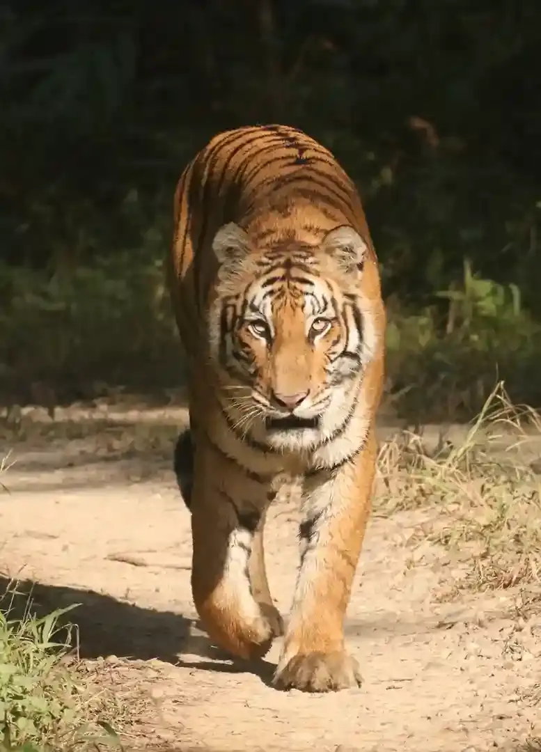 Bengal Tiger stalking through jungle