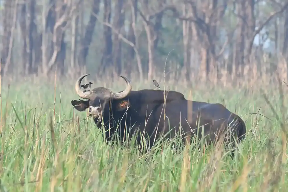 Wild Water Buffalo in tall grass