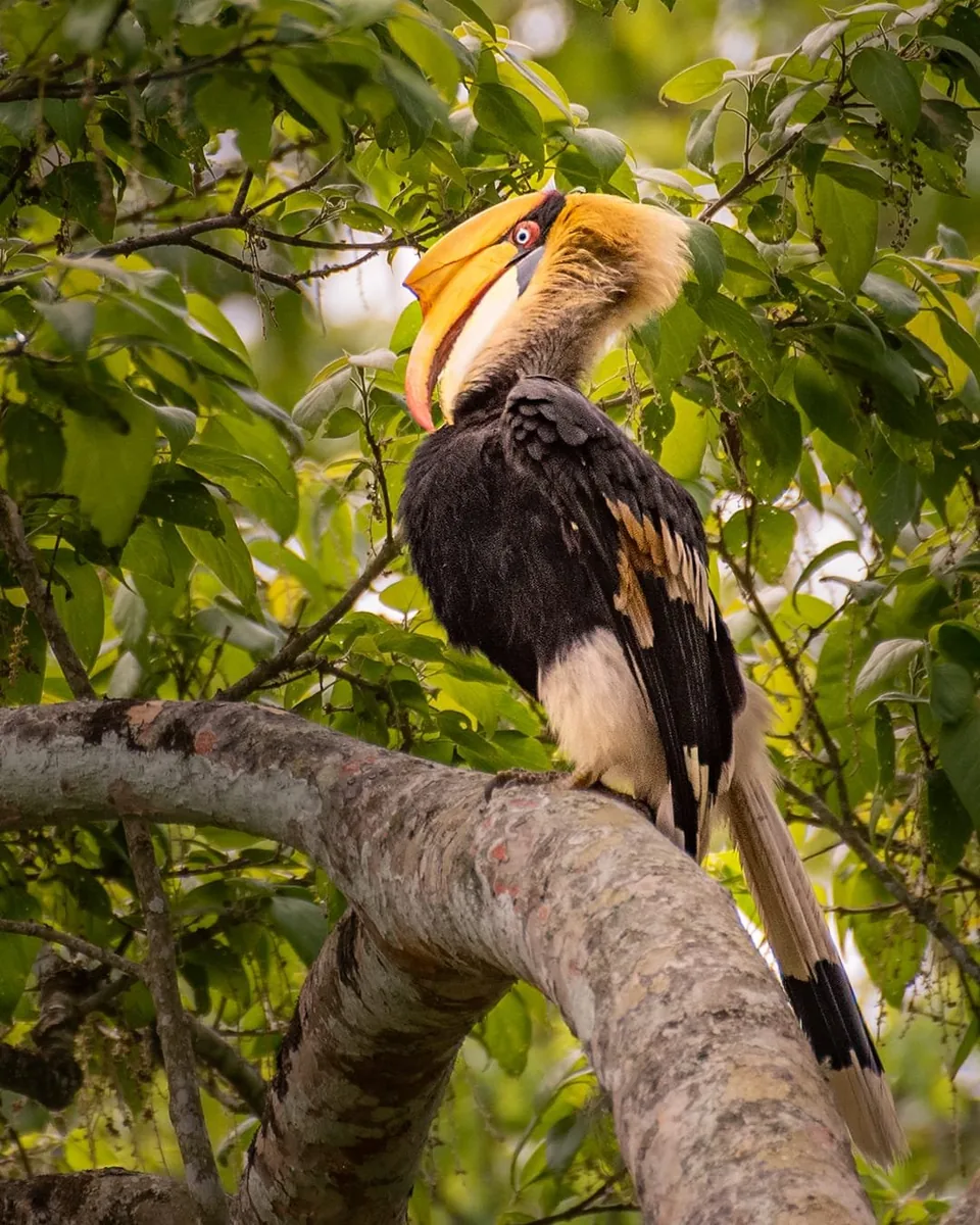 Great Hornbill perched in forest canopy