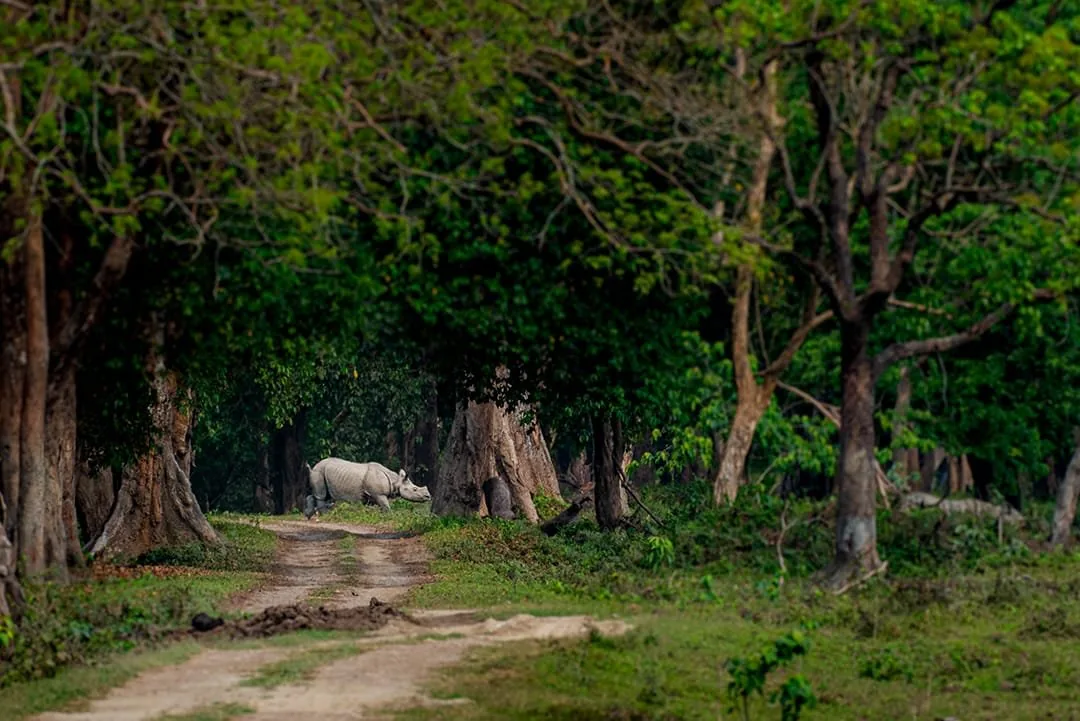 One-Horned Rhinoceros in Chitwan forest