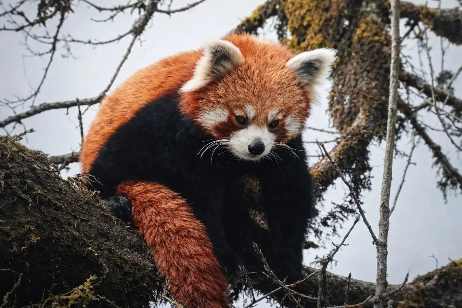 Red Panda full body showing distinctive rust-red coat