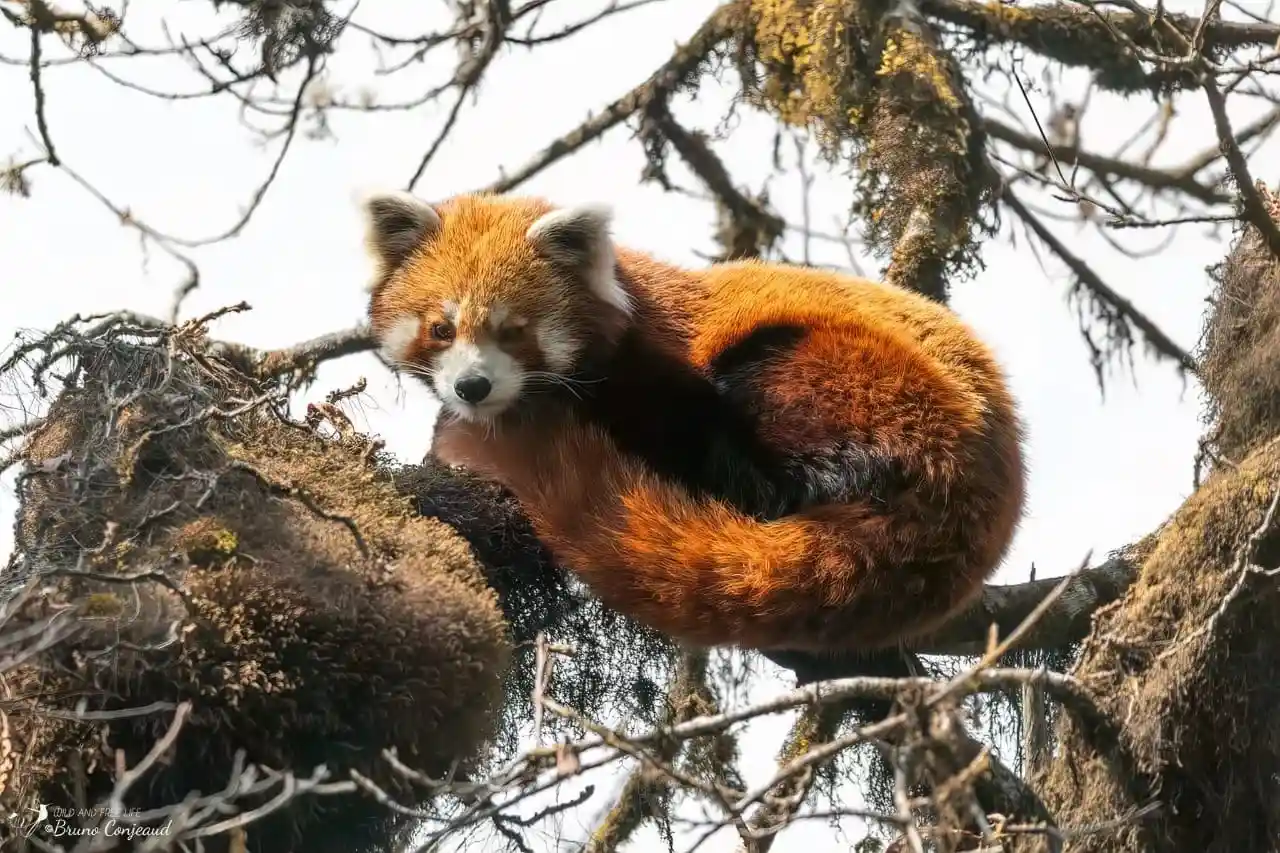Red Panda resting in tree fork at dawn