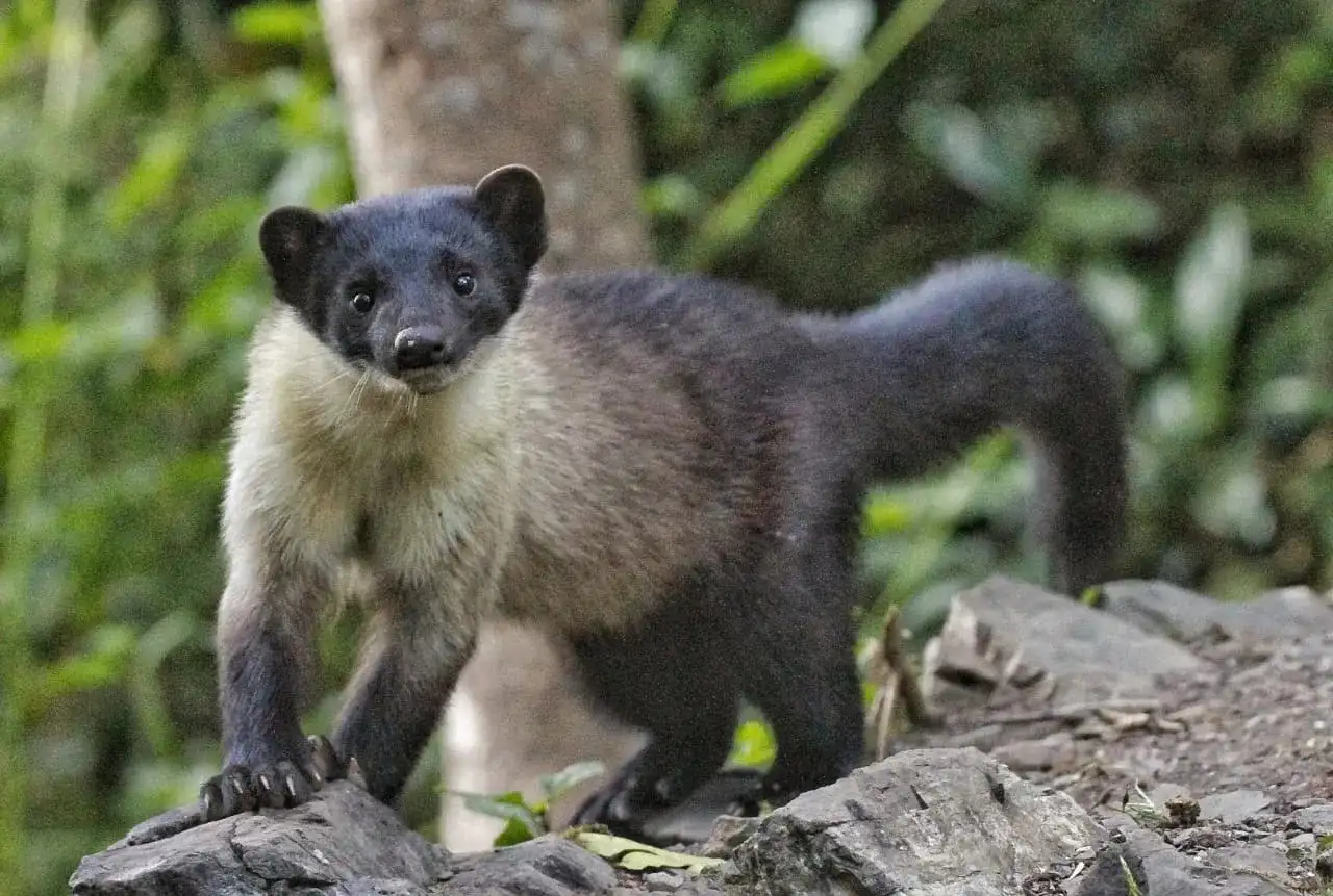 Yellow-throated Marten in forest habitat